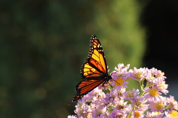 Fototapeta na wymiar beautiful monarch butterfly on aster flowers