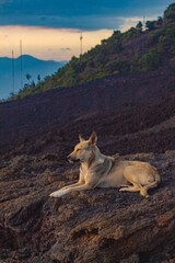dog on the volcano