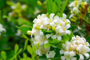 White flower of Andaman satinwood, Chanese box tree, Cosmetic bark tree, Orange jasmine, Orange jessamine, Satin wood (Murraya paniculata Jack) in the flower garden