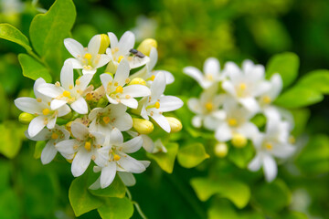 White flower of Andaman satinwood, Chanese box tree, Cosmetic bark tree, Orange jasmine, Orange jessamine, Satin wood (Murraya paniculata Jack) in the flower garden