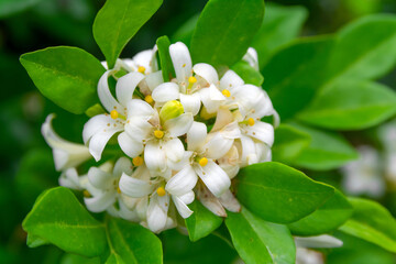 White flower of Andaman satinwood, Chanese box tree, Cosmetic bark tree, Orange jasmine, Orange jessamine, Satin wood (Murraya paniculata Jack) in the flower garden