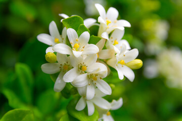 White flower of Andaman satinwood, Chanese box tree, Cosmetic bark tree, Orange jasmine, Orange jessamine, Satin wood (Murraya paniculata Jack) in the flower garden