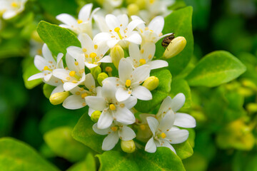 White flower of Andaman satinwood, Chanese box tree, Cosmetic bark tree, Orange jasmine, Orange jessamine, Satin wood (Murraya paniculata Jack) in the flower garden