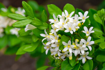 White flower of Andaman satinwood, Chanese box tree, Cosmetic bark tree, Orange jasmine, Orange jessamine, Satin wood (Murraya paniculata Jack) in the flower garden
