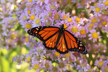 monarch butterfly on aster flowers