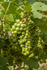 bunch of white grapes