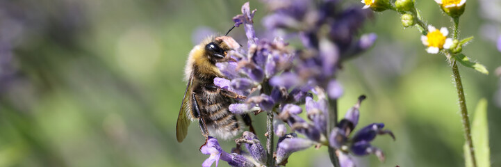 Bumblebee on lavender in blooming field in summer