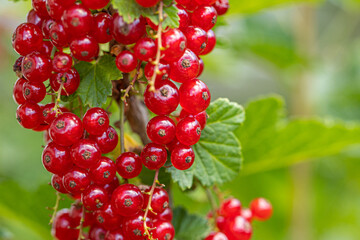 Ripe red currants with green leaves on a bush close-up as a background.