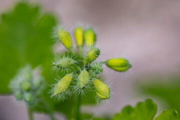 Chelidonium majus flower in meadow