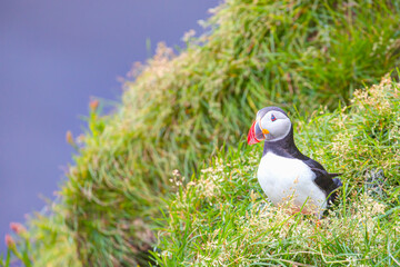 Atlantic puffins (Fratercula arctica) on a rock - Iceland