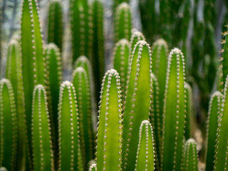 Close up green tall of cactus plant with blur background.