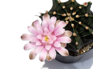 Close up of pink cactus flower plant on white background.