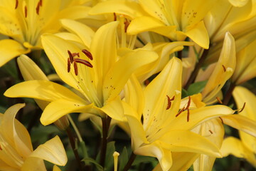 yellow lily flower