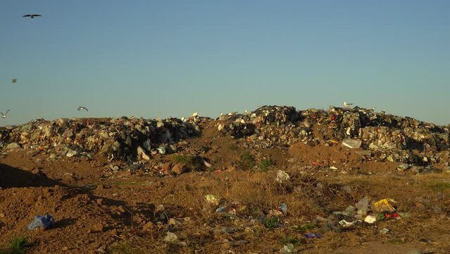 Gray-headed gulls and chimango caracaras overfly a waste dumping ground.
