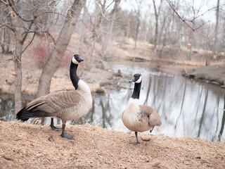 geese in the park