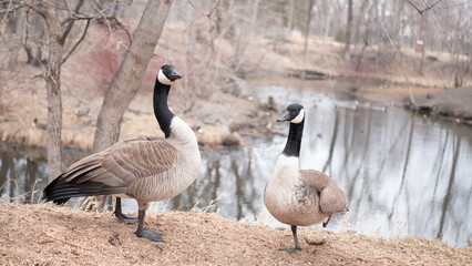 country goose family