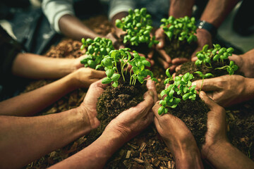 A diverse group of sustainable people holding plants in an eco friendly environment for nature conservation. Closeup of hands planting in fertile soil for sustainability and organic farming - obrazy, fototapety, plakaty