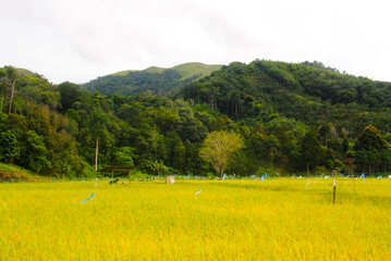 Panoramic view of green hill on a sunny summer day. Hiking adventure concept