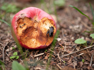 cricket eating apple