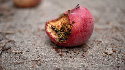 wasps eating rotting fruit