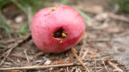 wasps eating a hole into an apple
