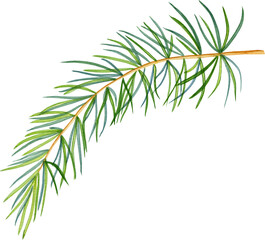 Christmas tree branch watercolor. Hand drawn realistic sprig of a coniferous plant on an isolated background. For postcards for the New Year and invitations.