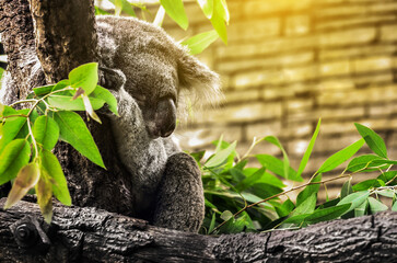 Cute Sleeping Baby Koala Bear sitting in Eucalyptus Tree. Adorable Sleepy Koala.