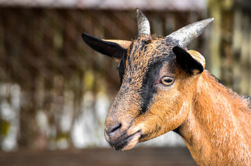 Close Up of a fat brown goat with short horns