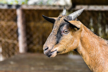 Close Up of a fat brown goat with short horns