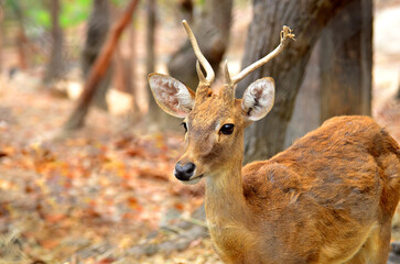 Close up on a doe deer framed in fall season