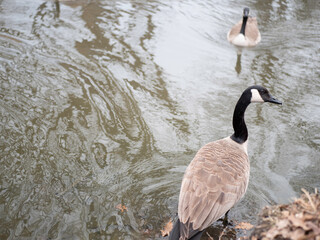 country goose swimming in the lake