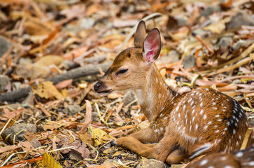 Newly born red deer cub sleeping
