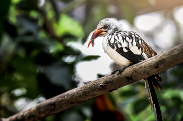 Southern red-billed hornbill (Tockus erythrorhynchus) perched in tree