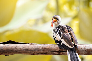 Southern red-billed hornbill (Tockus erythrorhynchus) perched in tree