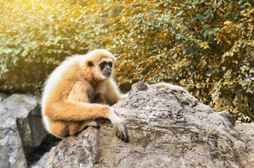 White handed Gibbon, Lar Gibbon.