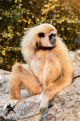 White handed Gibbon, Lar Gibbon.