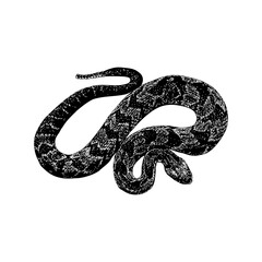 Fer-de-lance Snake hand drawing vector illustration isolated on background