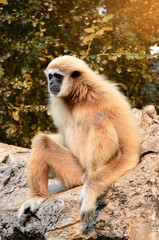 White handed Gibbon, Lar Gibbon.