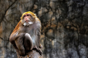 Monkey on the tree, monkey climbing a tree in the forest