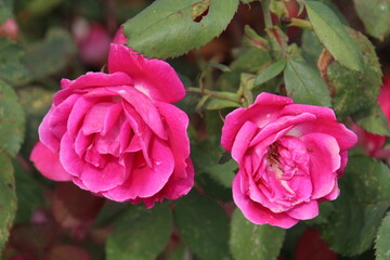 Open Roses, U of A Botanic Gardens, Devon, Alberta