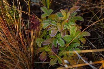 Strawberry leaves are covered by the first frosts