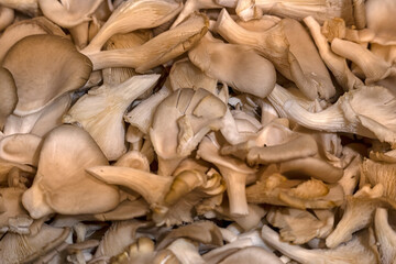 Closeup of fresh raw  Oyster mushrooms (Pleurotus ostreatus) at a food market