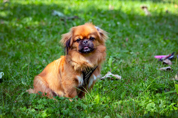 Red Pekingese puppy playing on the green grass.
