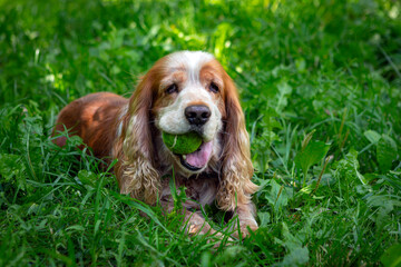 An English cocker spaniel plays with a ball on a green field.