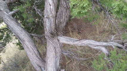 wildlife in the west