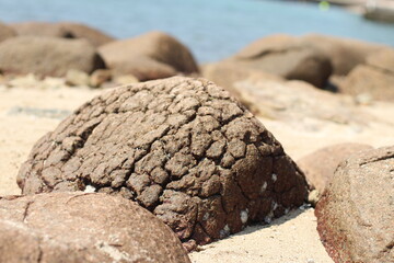 Close up of a special shaped rock in the beach, Sai Kung, New Territories, Hong Kong, focus on the rock
