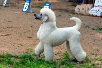 A white royal poodle at a dog show. Posing in front of the jury.