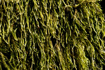 natural background with green moss