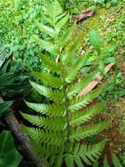 ferns growing in summer are very attractive and beautiful