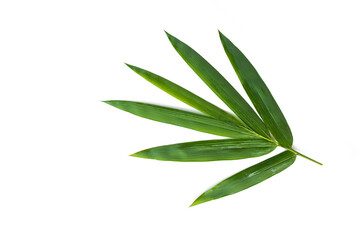 Bambusoideae leaf isolated on white background.tropical leaves, herbs